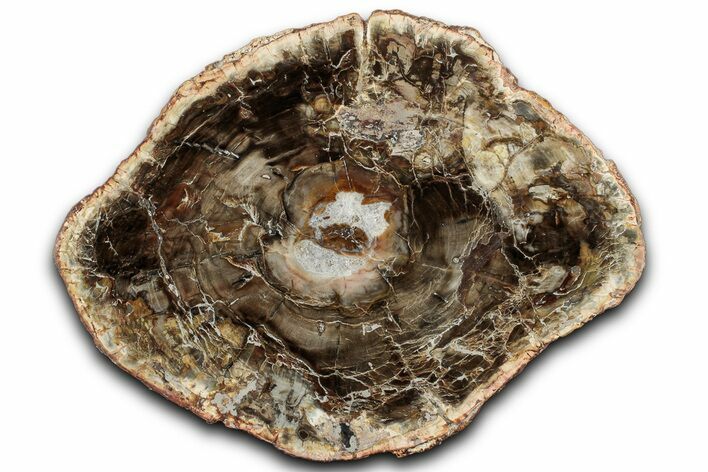 Colorful Petrified Wood (Araucaria) Round - Madagascar #325141